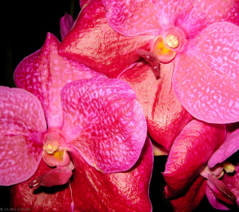 14845-orqui25cc2581deas14-lr-9495