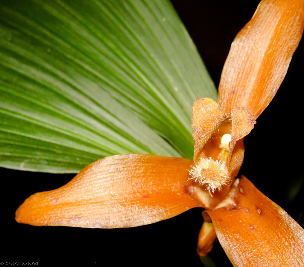 229ed-orqui25cc2581deas12-lr-9514