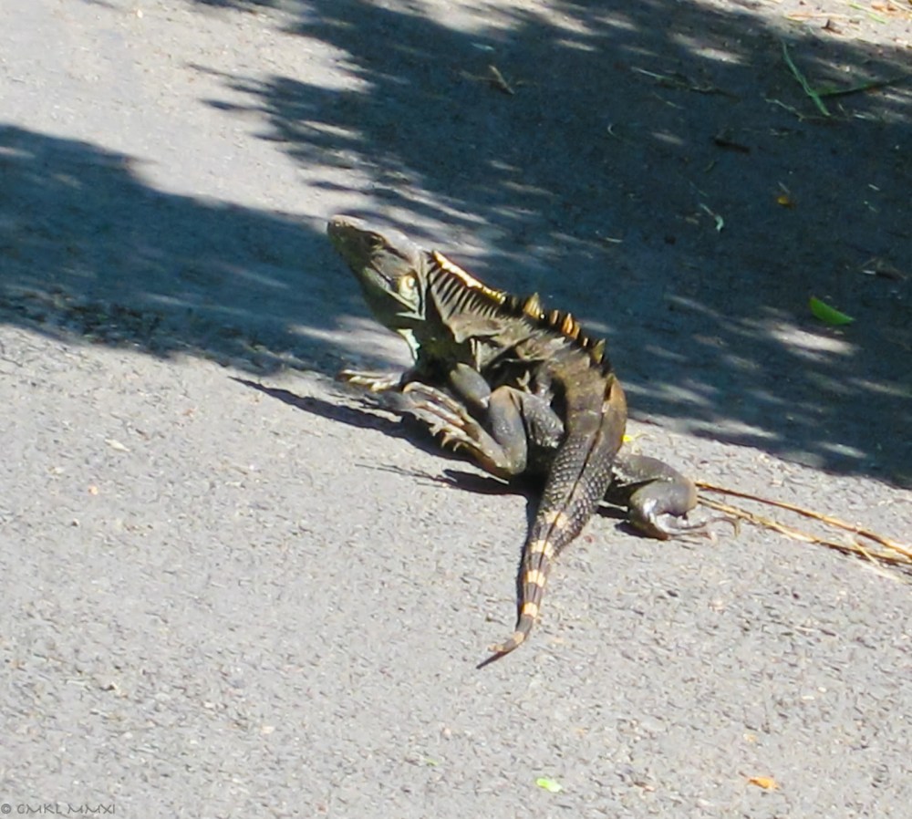 5b879-iguanaskin02_lr-7960