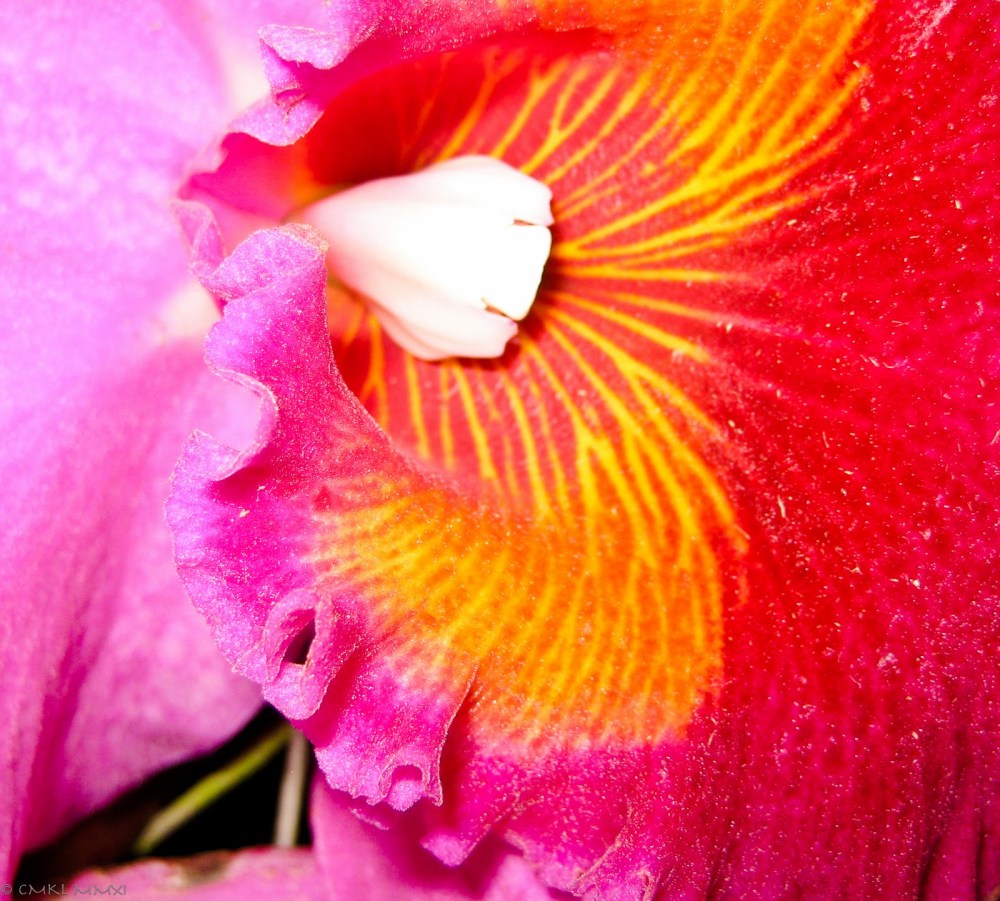 77bea-orqui25cc2581deas05-lr-9614