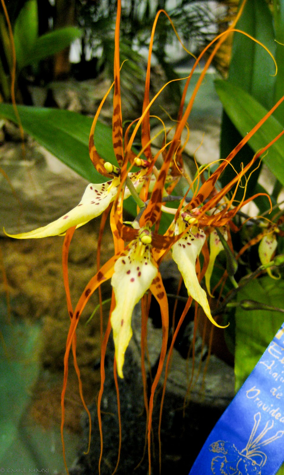 8cdfb-orqui25cc2581deas11-lr-9505