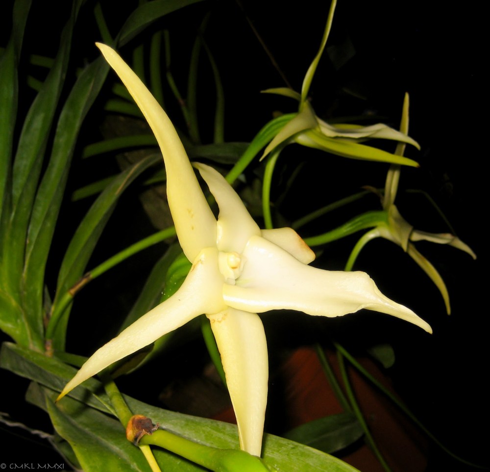 a1fae-orqui25cc2581deas21-lr-9562