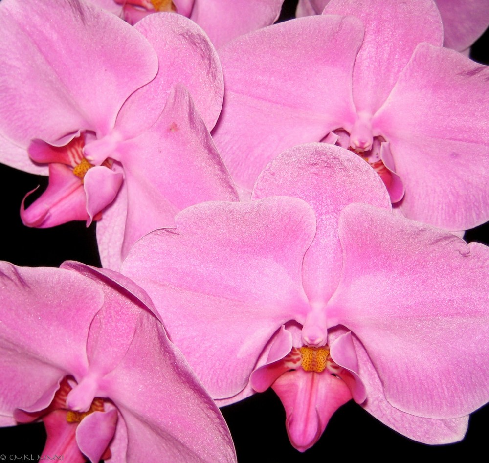 a25cc-rosaorqui25cc2581deas01-lr-9494