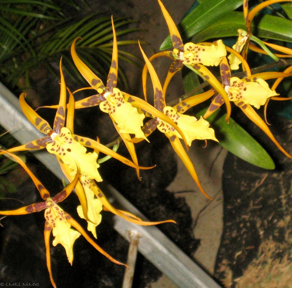 a8010-orqui25cc2581deas10-lr-9463