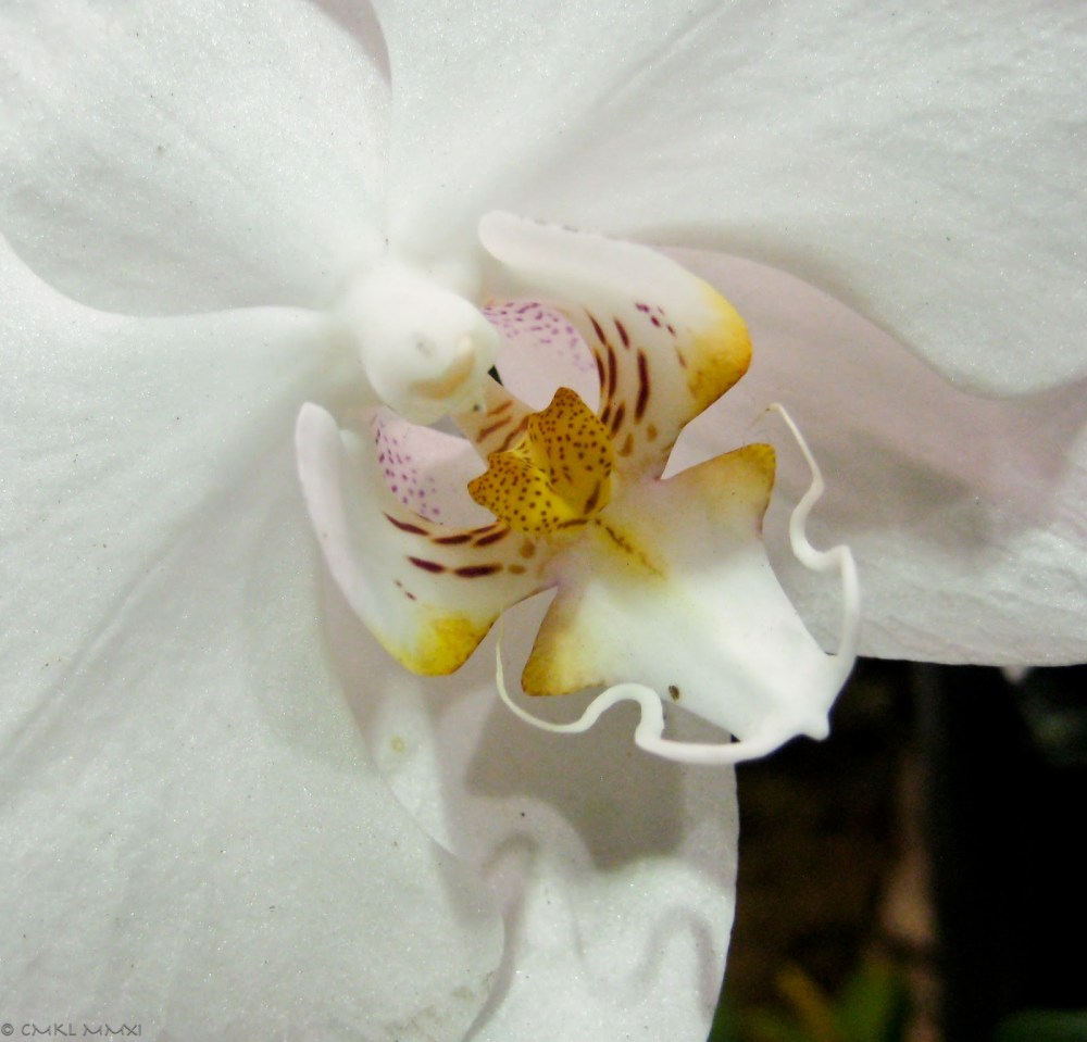 f7b5d-orqui25cc2581deas17-lr-9519