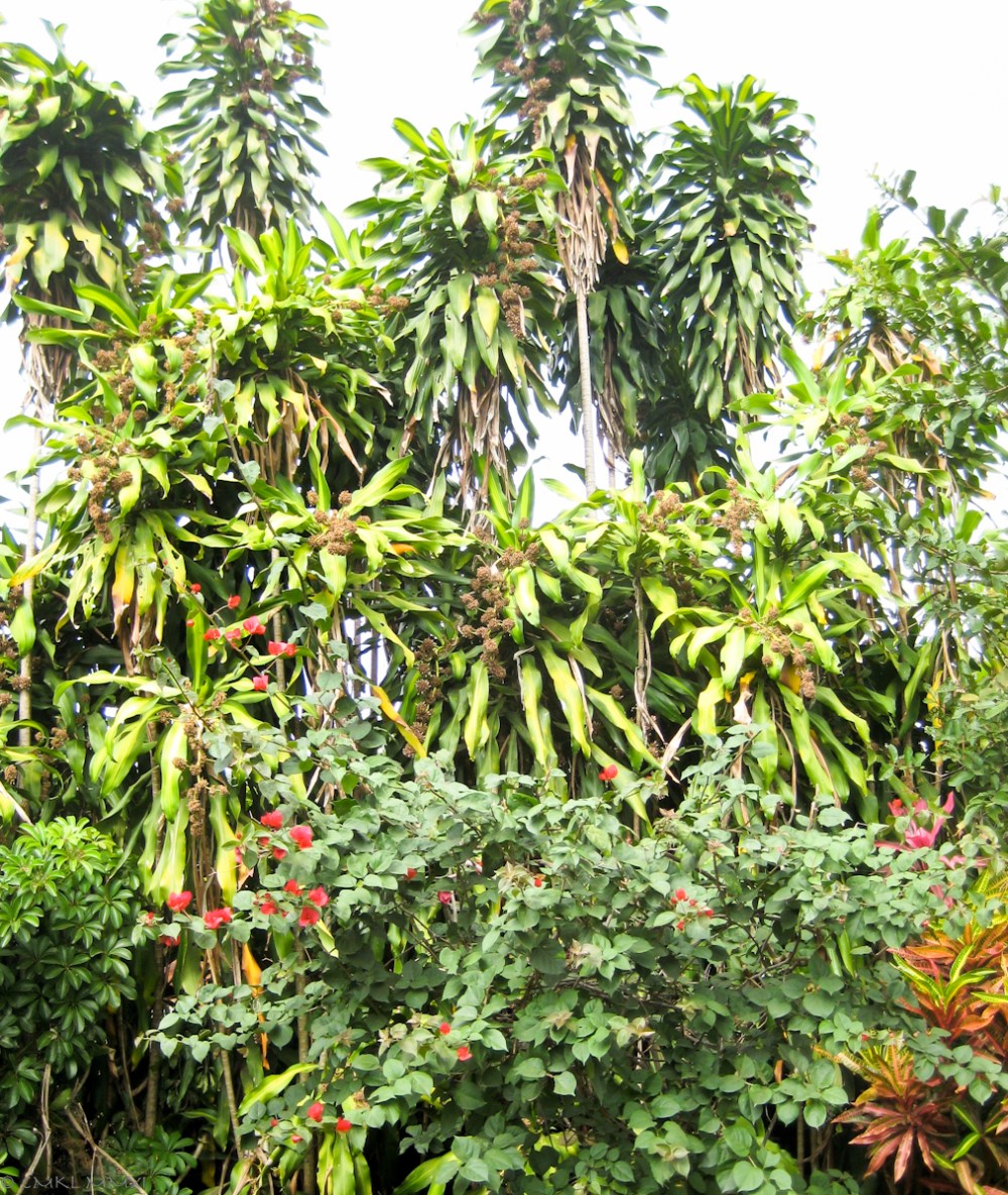 0ba27-dracaena02-lr-0395