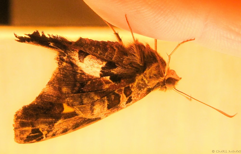 18f1a-fingermoth02-lr-0262