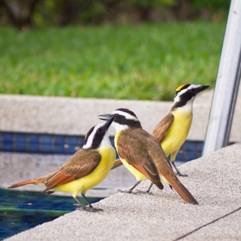 2335b-squawkeroplustwo05-lr-1040810