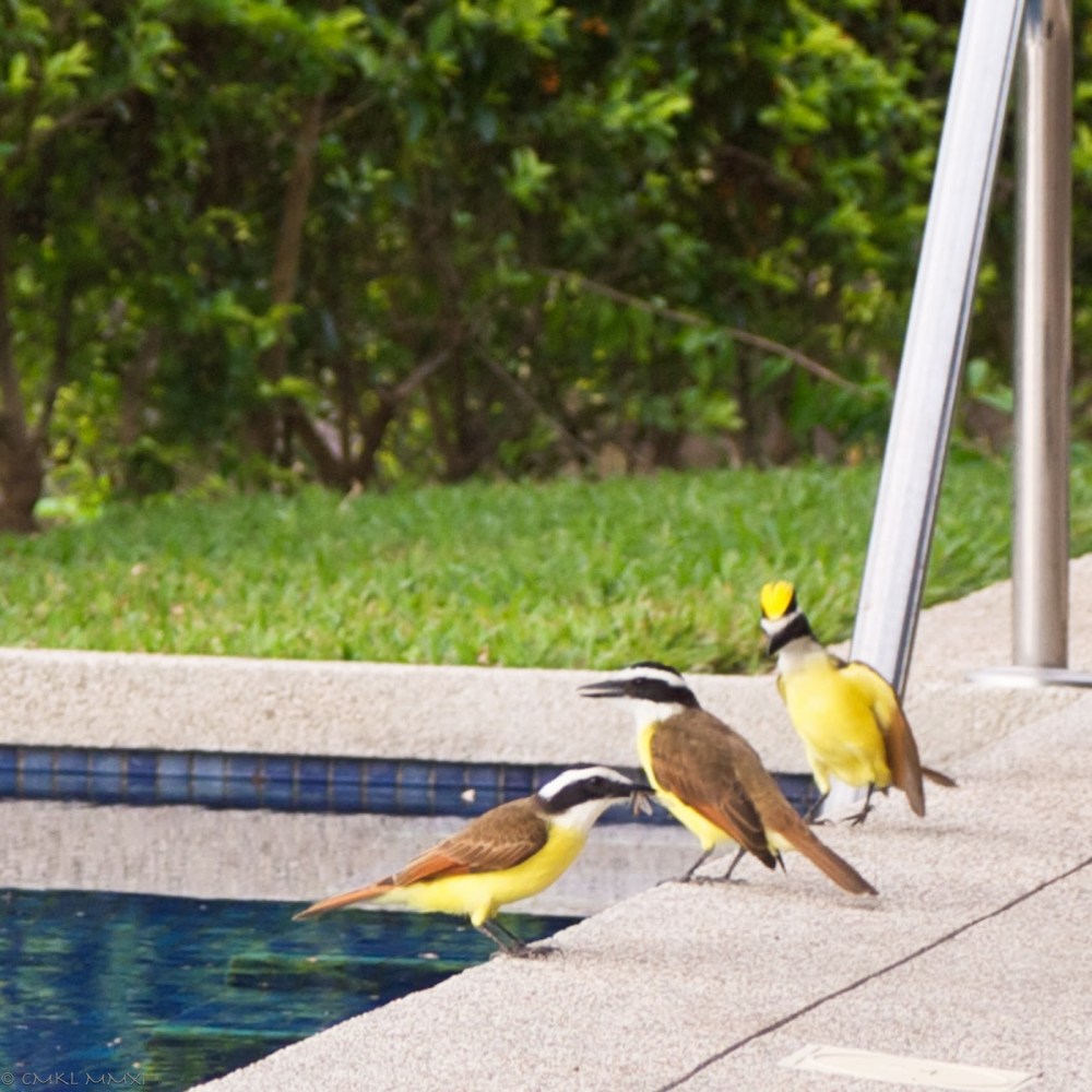 27714-squawkeroplustwo02-lr-1040805