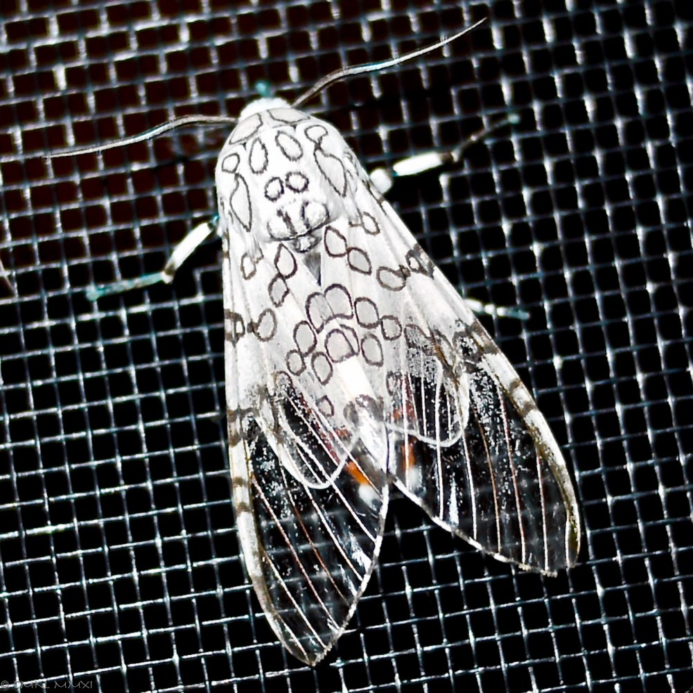 29471-leopardmoth06-lr-1010754