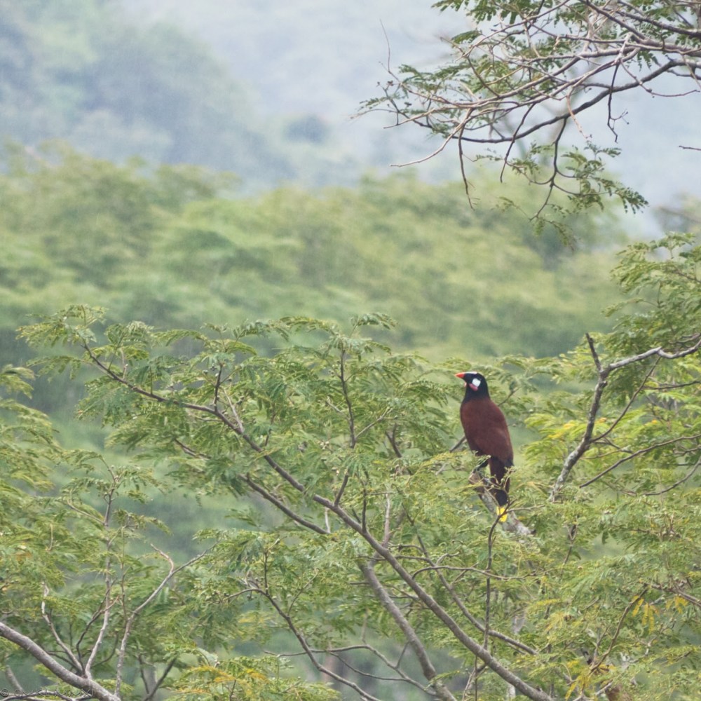 2d4a2-montezuma01-lr-1040765