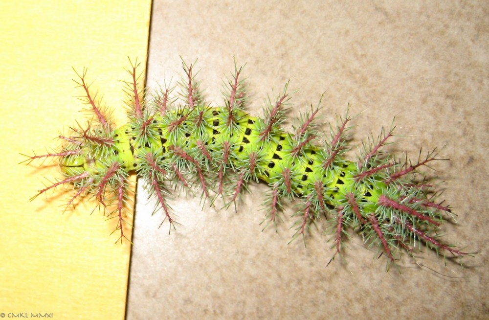 3dd91-hairycater02-lr-0293