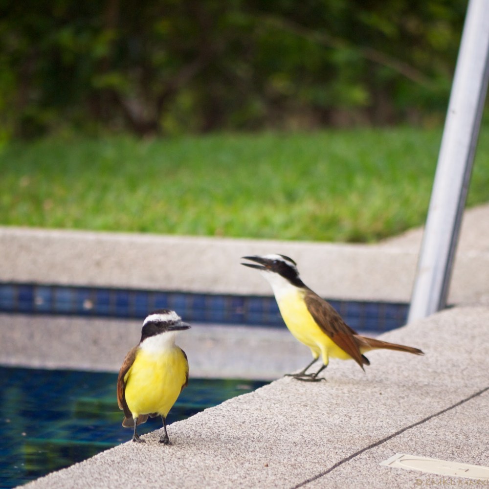 4bfe8-squawkeroplusone02-lr-1040812