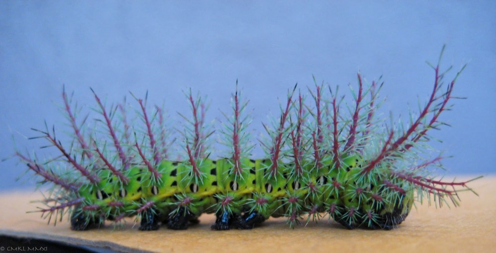 51fe7-hairycater03-lr-0301