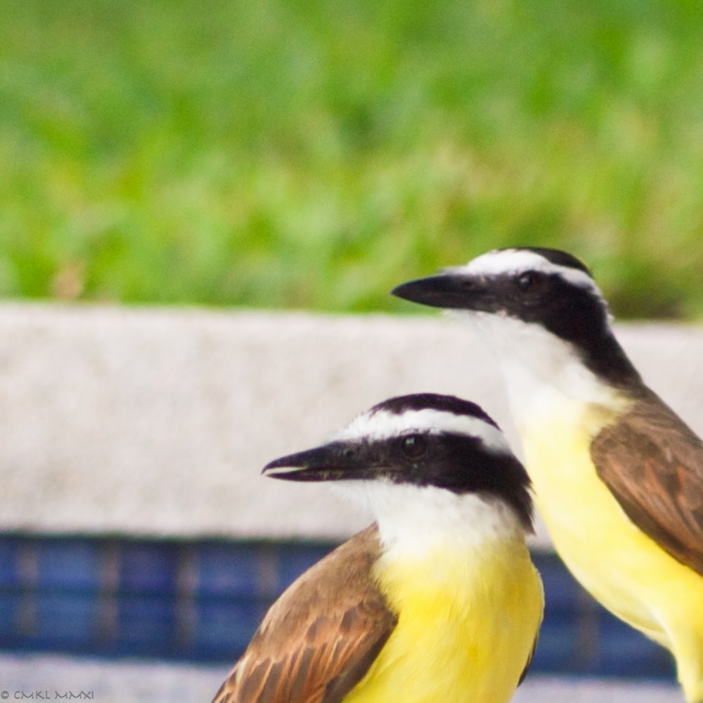 6dad4-squawkeroplusone01-lr-1040811