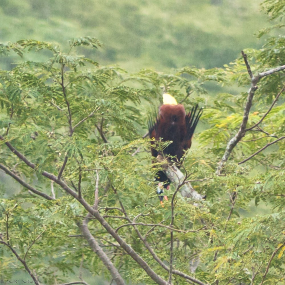 98000-montezuma04-lr-1040768