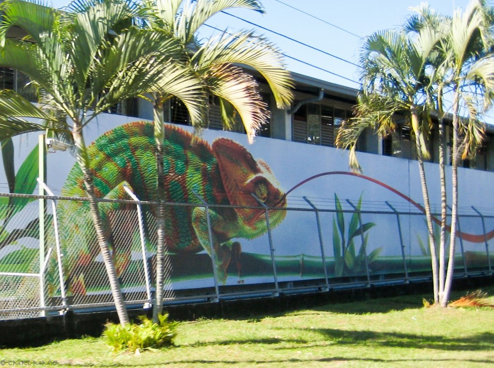 9a78e-chamaeleon02-lr-0430