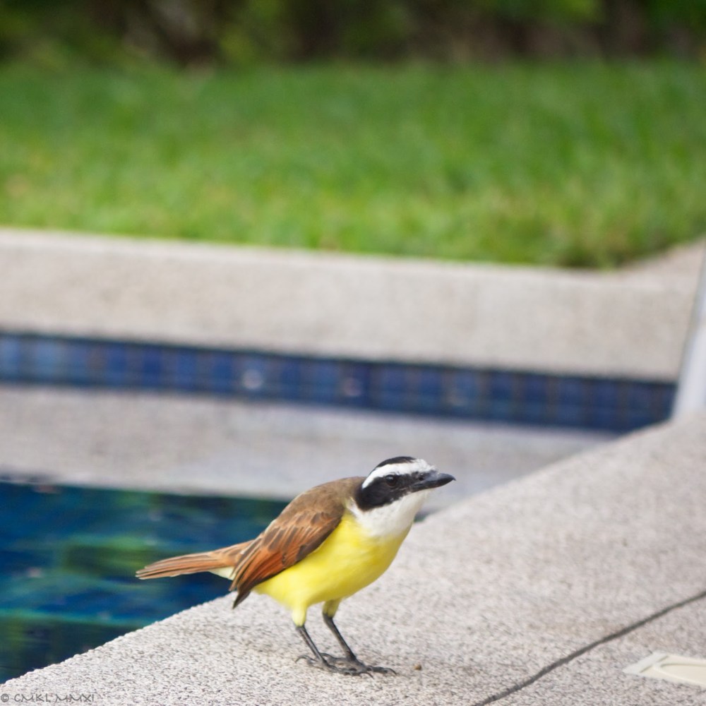 9baeb-squawkero03-lr-1040800