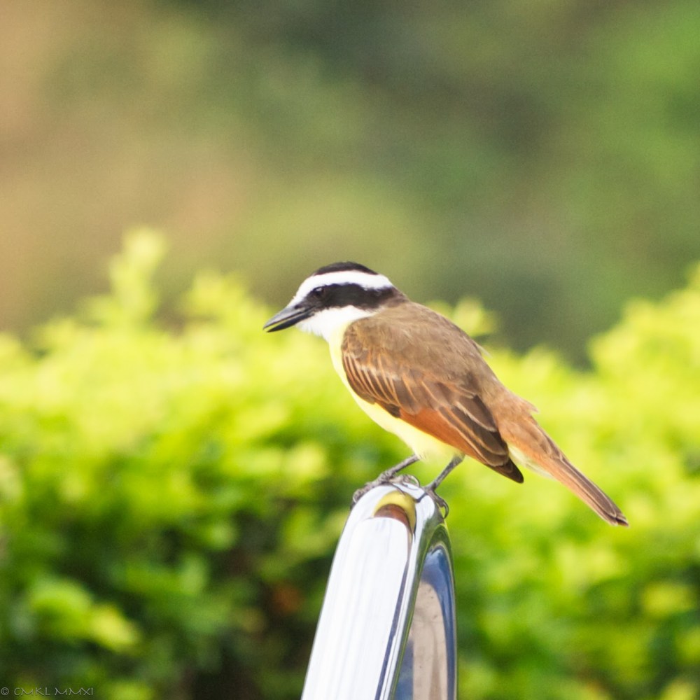 b3ad8-squawkero02-lr-1040821