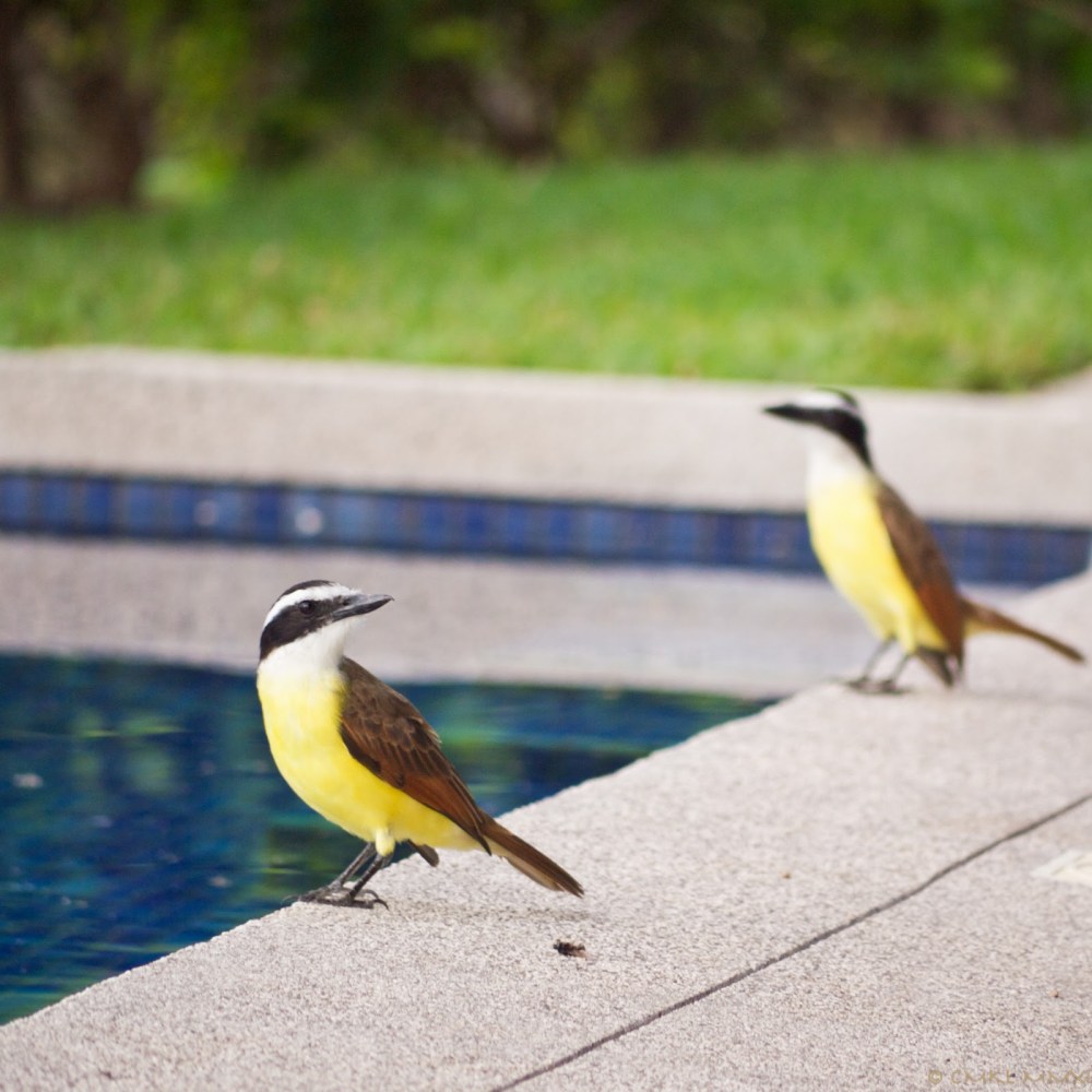 ccd7e-squawkeroplusone03-lr-1040813