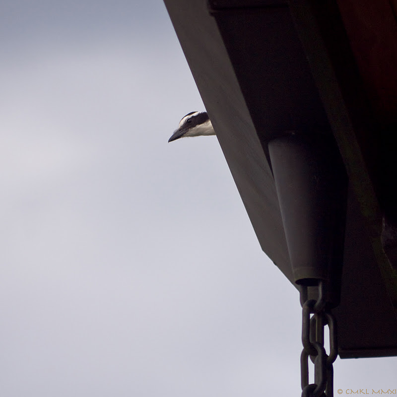 d43eb-squawkero06-lr-2