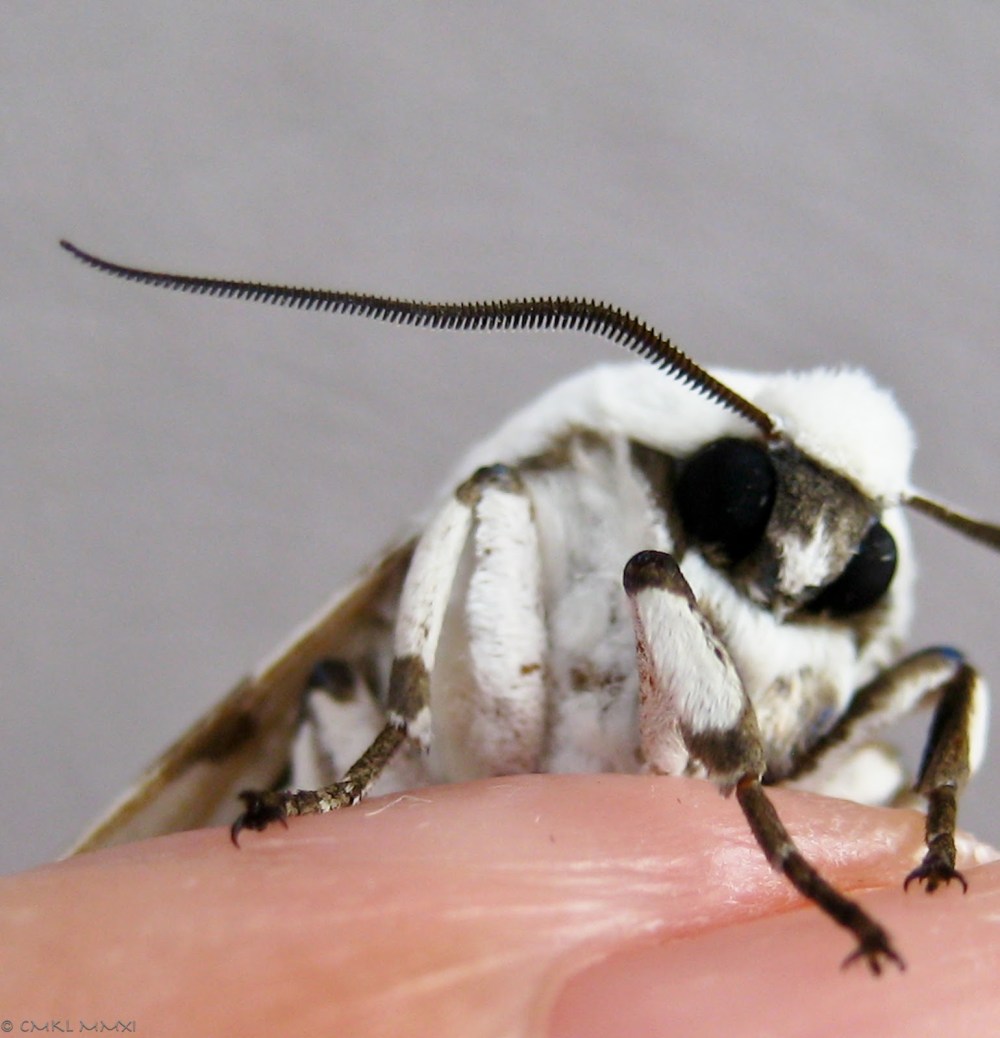 d8680-leopardmoth05-lr-0351