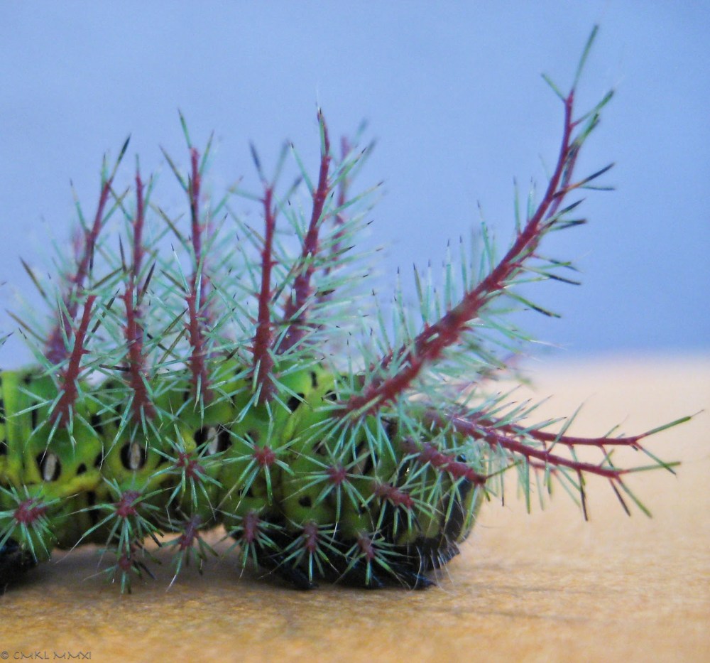 d8b00-hairycater04-lr-0302