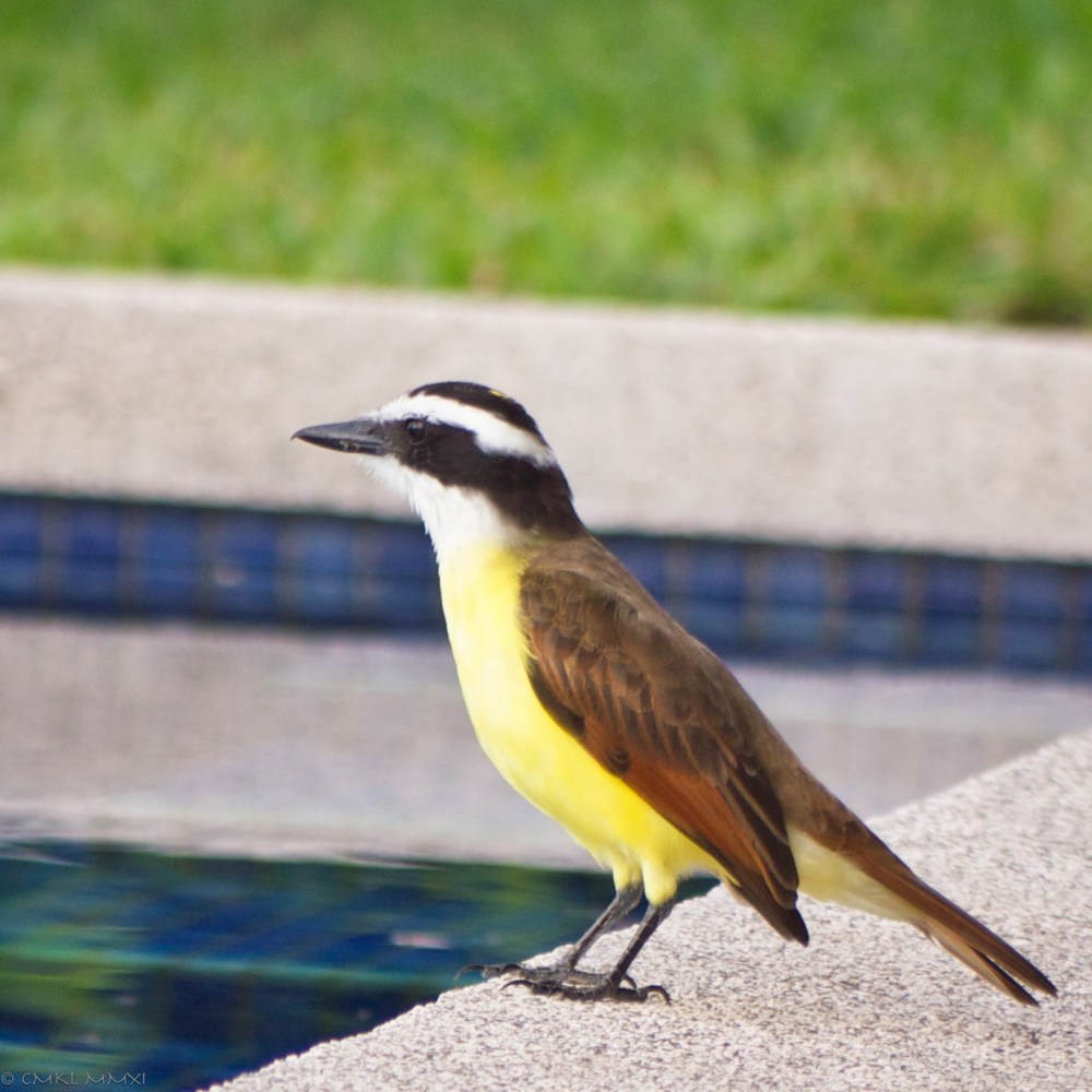 e3562-squawkero01-lr-1040827