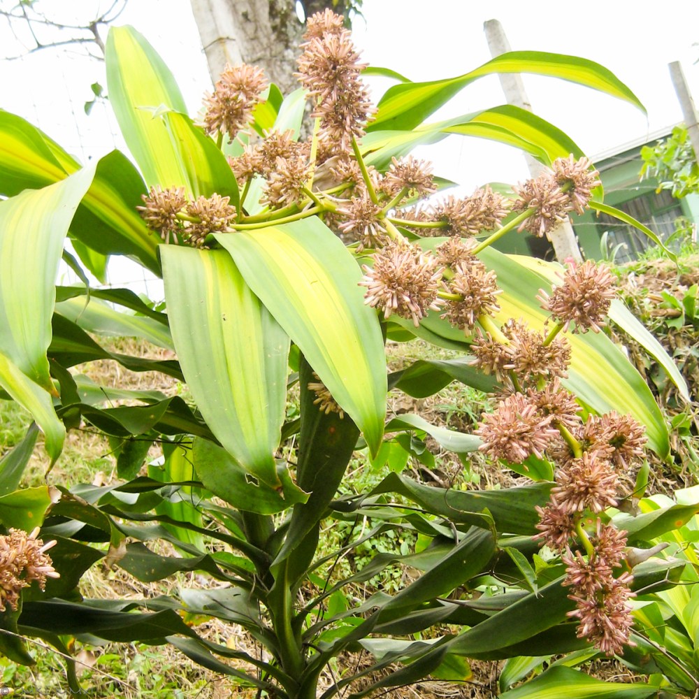 f791d-dracaenafragrans01-lr-0394