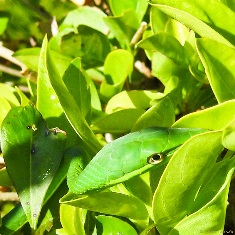 43300-greensnake01-lr-1330