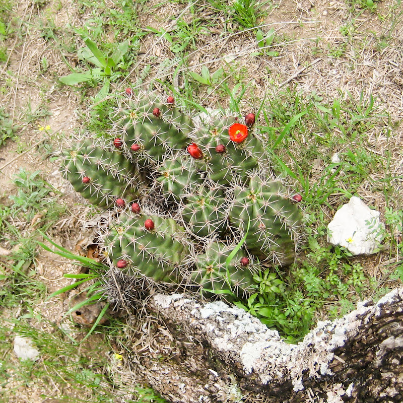 2ef75-claretcupbloom-04-lr-1826