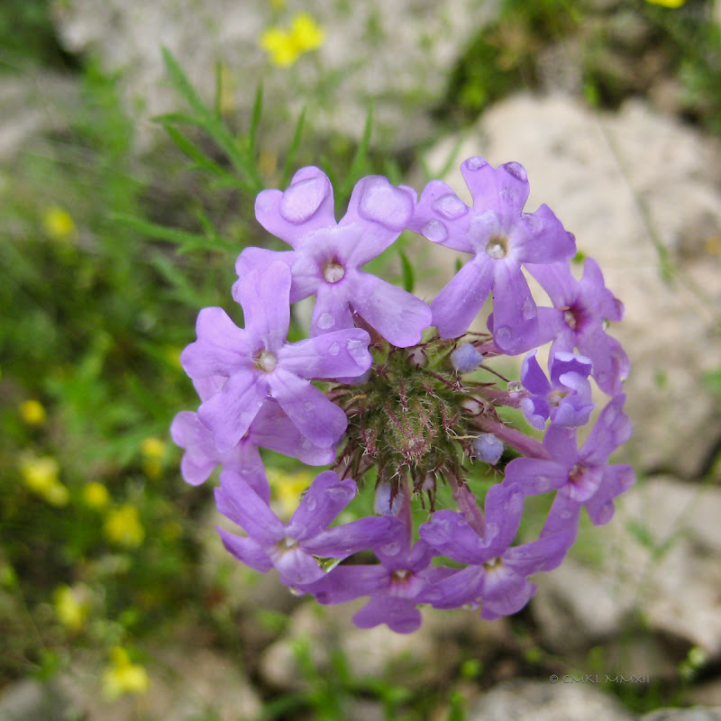 893ba-verbena01-lr-1821