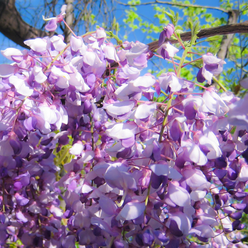 a5516-wisteriamacrosmall02-lr-1723