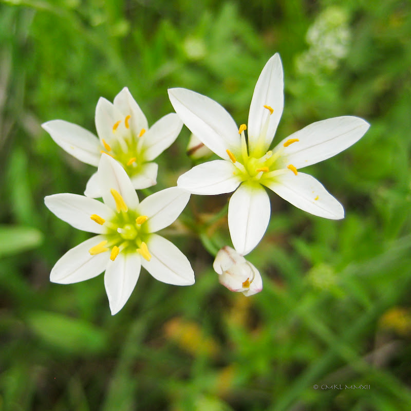 afaea-crowpoison01-lr-1855