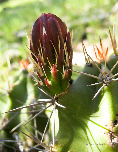 afbb8-claretcupbloom01-lr-1802