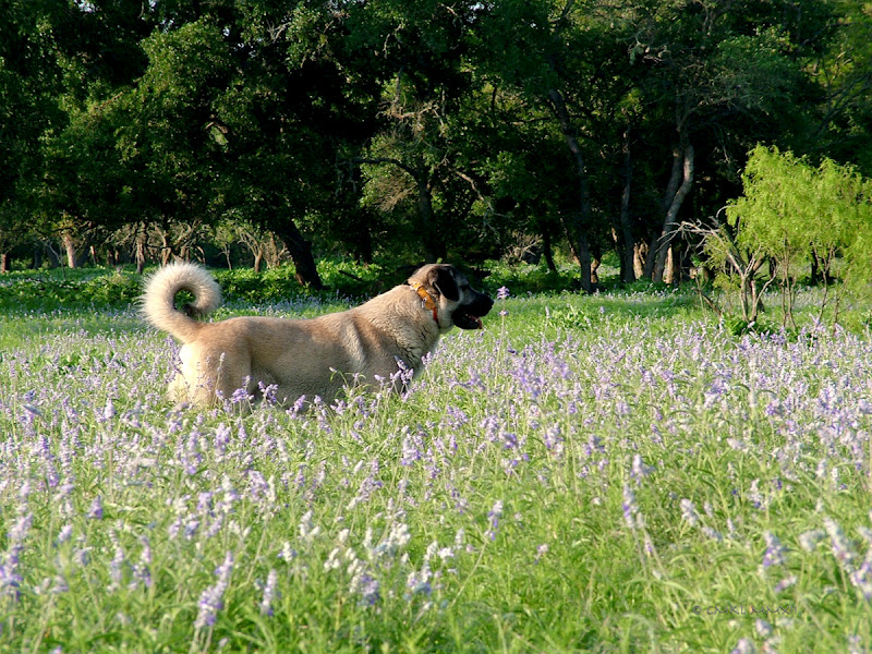 d0e7d-ottosage-lr-4473