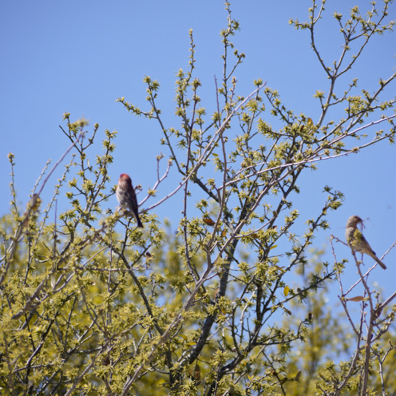 e3cab-oakbirds01-lr-1040965