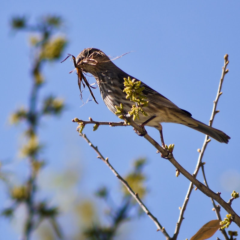 f7ad4-oakbird03-lr-1040967