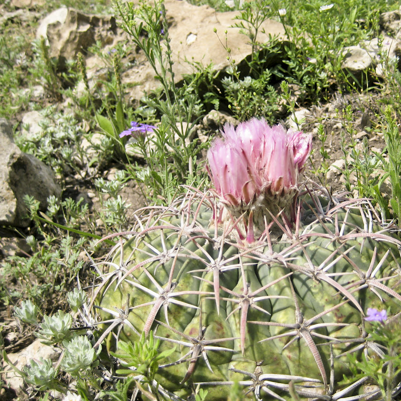 0a078-barrelcactusbloom01-lr-2068