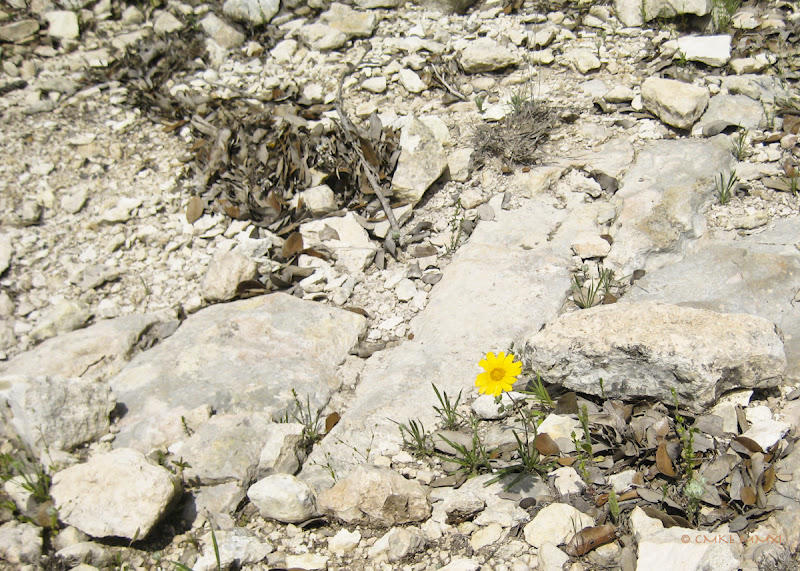 3ca28-lonelydaisy01-lr-2102