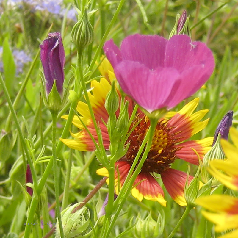 5361f-meadow04-lr-2148