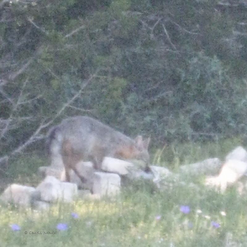 704b8-grayfox03-lr-2121