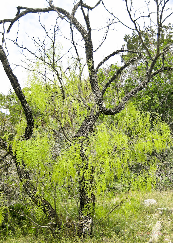 8dde2-neontutu01-lr-2085