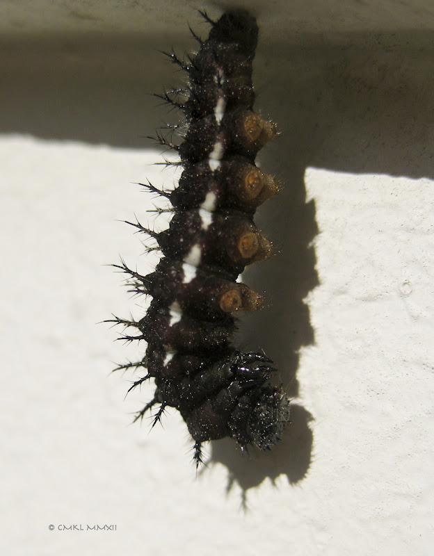 9298b-junoniacat01-2131