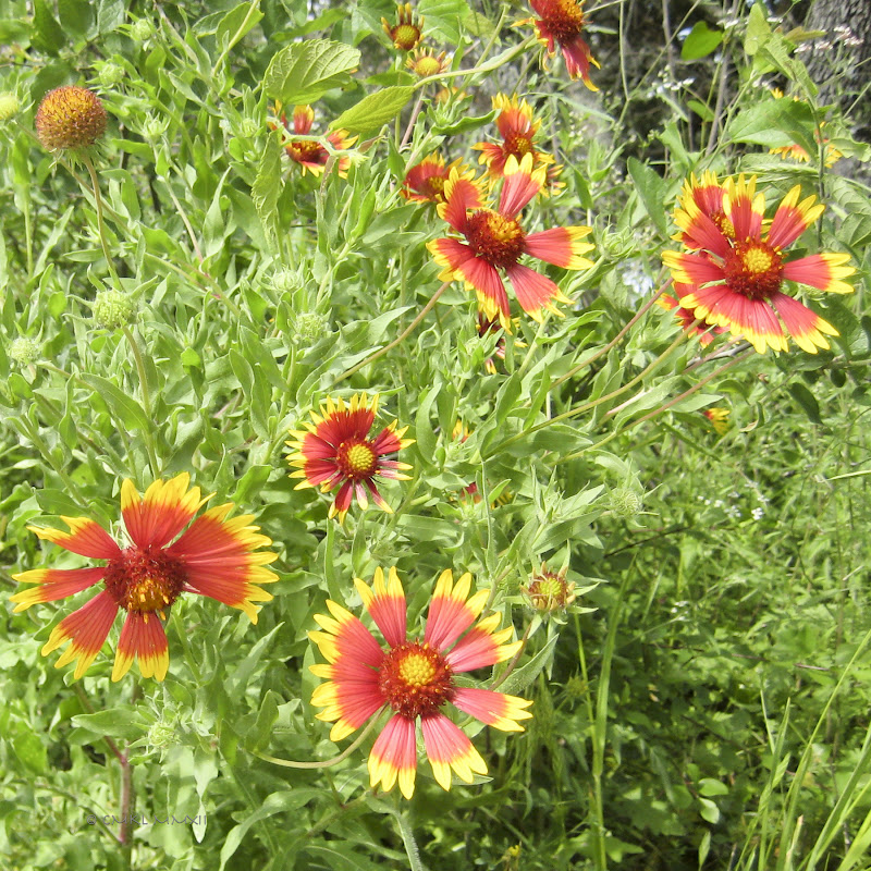 93fc5-meadow02-lr-2142