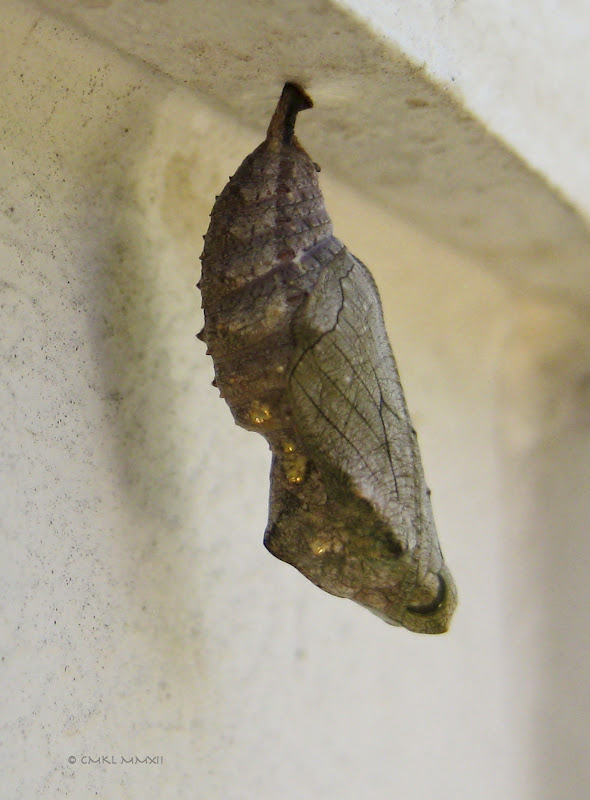 c7c23-junoniachrys01-2203