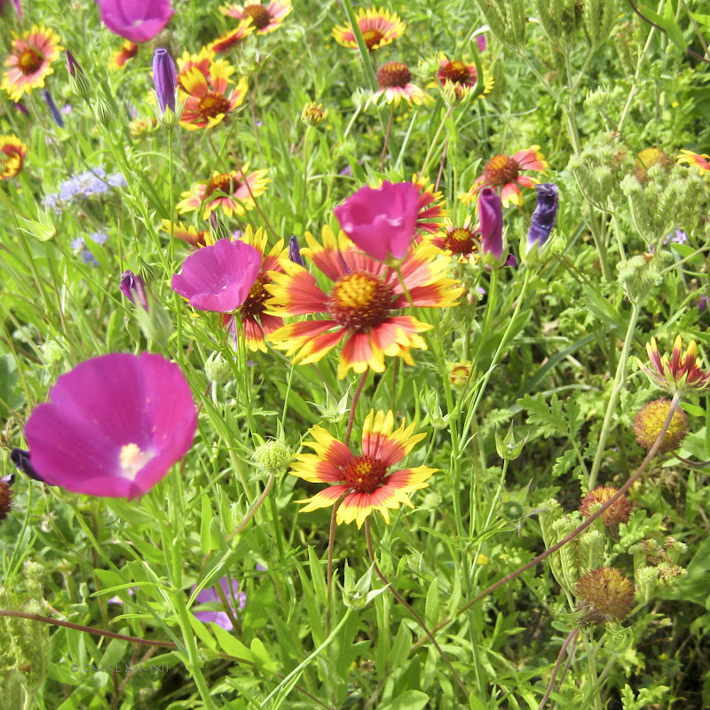 e7ca7-meadow01-lr-2147