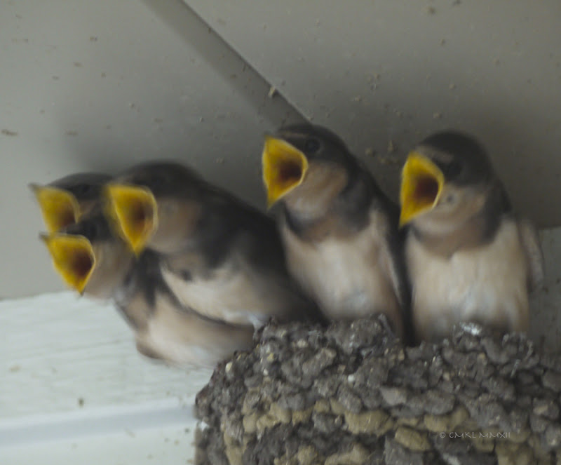 02a1e-fiveshrayers01-lr-1060943