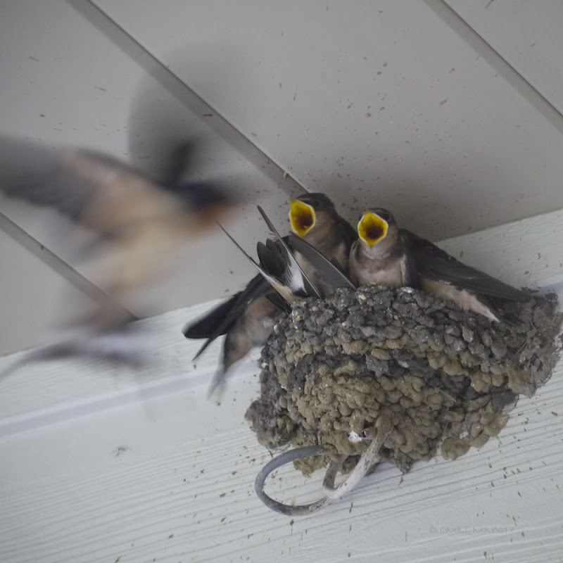 06684-deadbirdnest03-lr-1060558