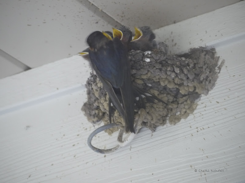 10f12-06swallows-lr-1050594